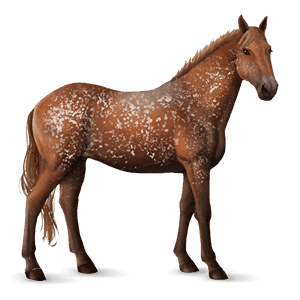 cal de călărit chestnut leopard 