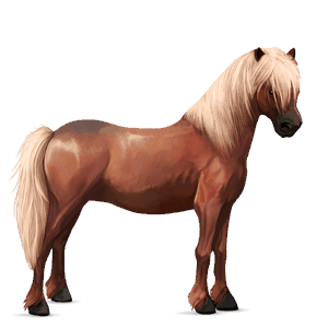 ponei haflinger pacomira 