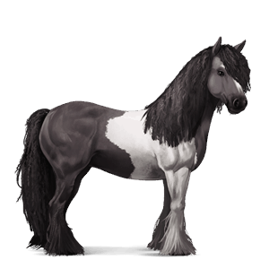 cal de călărit gypsy vanner  sur şoriciu