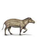 cal preistoric hyracotherium